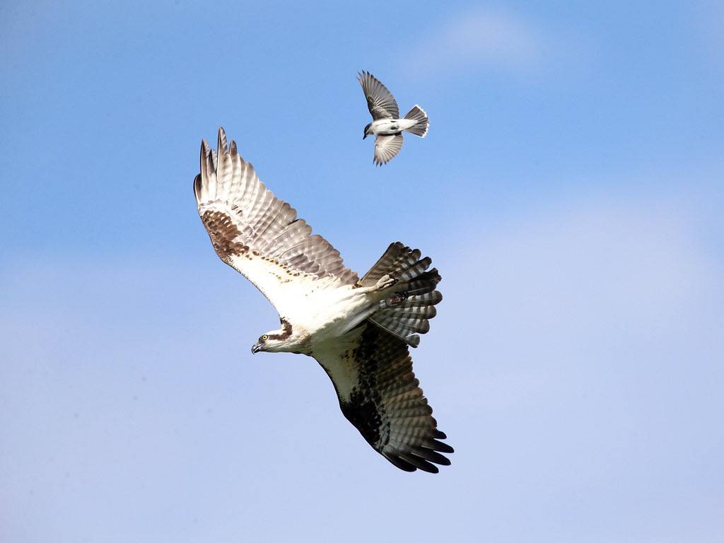 Osprey chased by an Eastern Kingbird by tcmurray74 is licensed under CC BY-NC 2.0